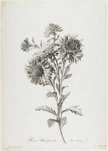 Reina-Margarita, de Fleurs Dessinees d